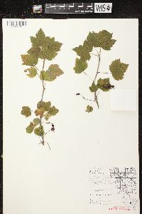 Ribes americanum image