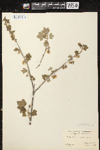 Ribes americanum image