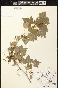 Ribes americanum image