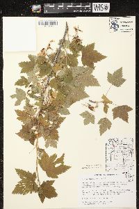 Ribes americanum image