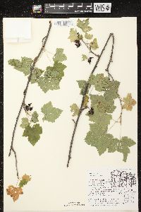 Ribes americanum image