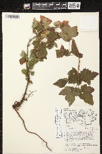 Ribes americanum image