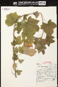 Ribes americanum image