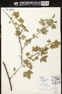 Ribes americanum image