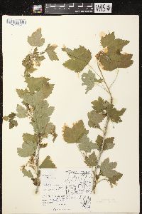 Ribes americanum image