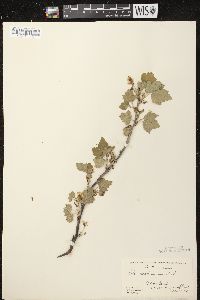 Ribes americanum image