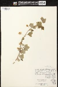 Ribes americanum image