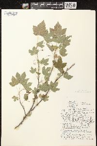 Ribes americanum image