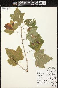 Ribes americanum image