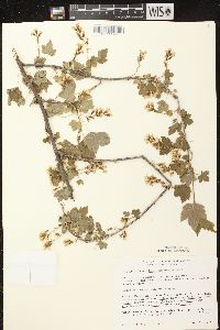 Ribes americanum image