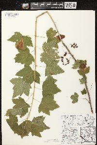 Ribes americanum image