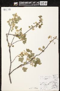 Ribes americanum image