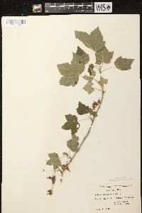 Ribes americanum image