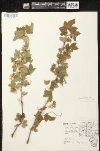 Ribes americanum image