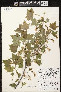 Ribes americanum image