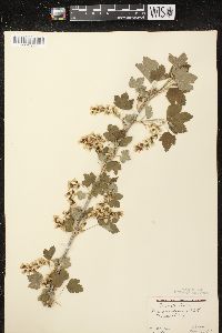 Ribes americanum image