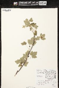 Ribes americanum image