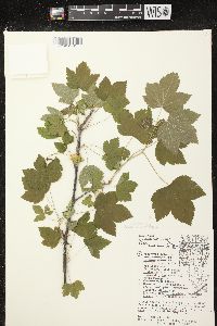 Ribes americanum image