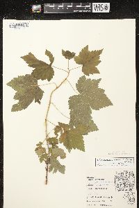 Ribes americanum image