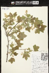 Ribes americanum image