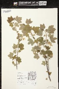 Ribes americanum image