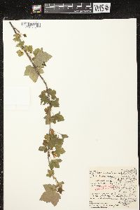 Ribes americanum image