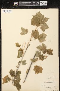 Ribes americanum image