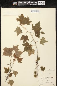 Ribes americanum image