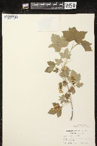 Ribes americanum image