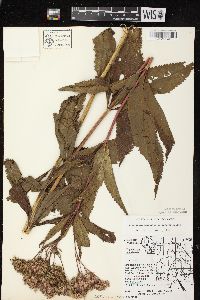 Eutrochium maculatum var. maculatum image