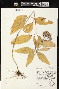 Eutrochium maculatum var. maculatum image