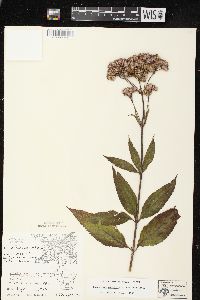 Eutrochium maculatum var. maculatum image