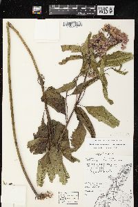 Eutrochium maculatum var. maculatum image