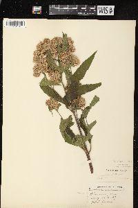 Eutrochium maculatum var. maculatum image