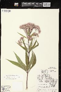 Eutrochium maculatum var. maculatum image