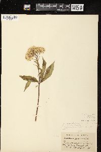 Eutrochium maculatum var. maculatum image