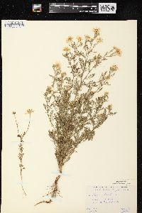 Anthemis cotula image