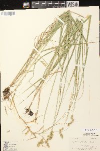 Carex projecta image