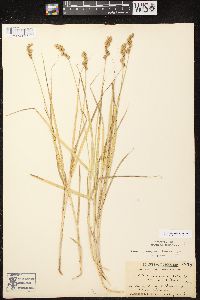 Carex projecta image