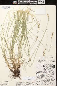 Carex echinodes image