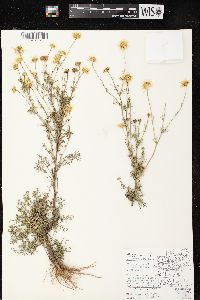 Anthemis cotula image