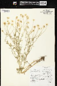 Anthemis cotula image