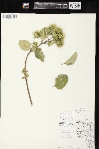 Arctium lappa image