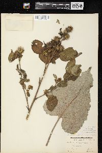 Arctium minus image