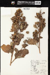 Arctium minus image