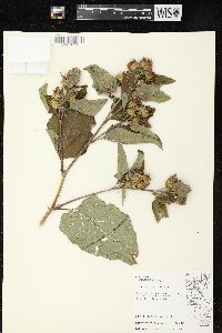 Arctium minus image