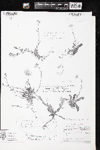 Antennaria parlinii subsp. fallax image