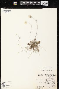 Antennaria neglecta image