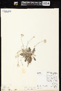 Antennaria neglecta image