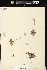 Antennaria neglecta image